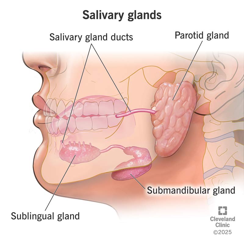 Major salivary glands including parotid submandibular and sublingual glands